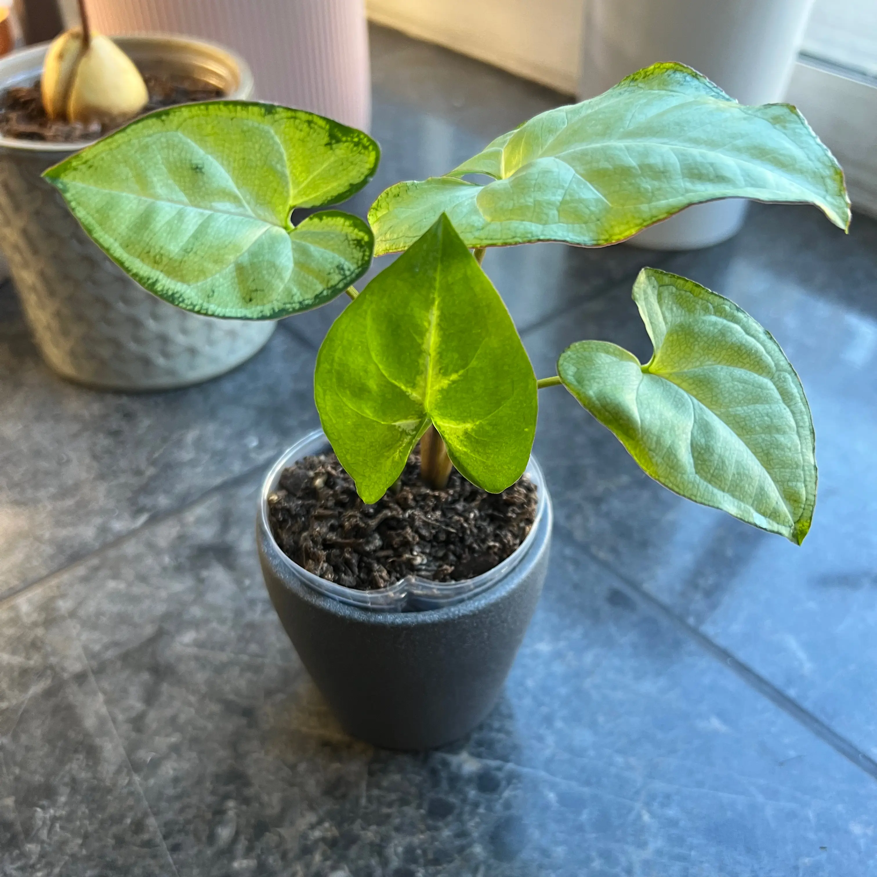 Syngonium Pixie plant in a pot with slight yellowing and browning on leaves.