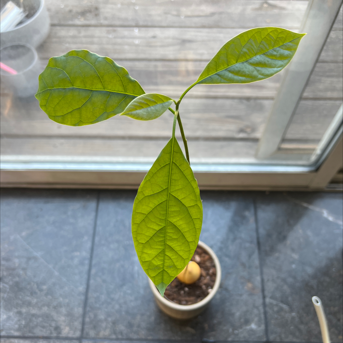 Photo of the plant species Wurtz Avocado by @Axlilxlala named Avocado on Greg, the plant care app