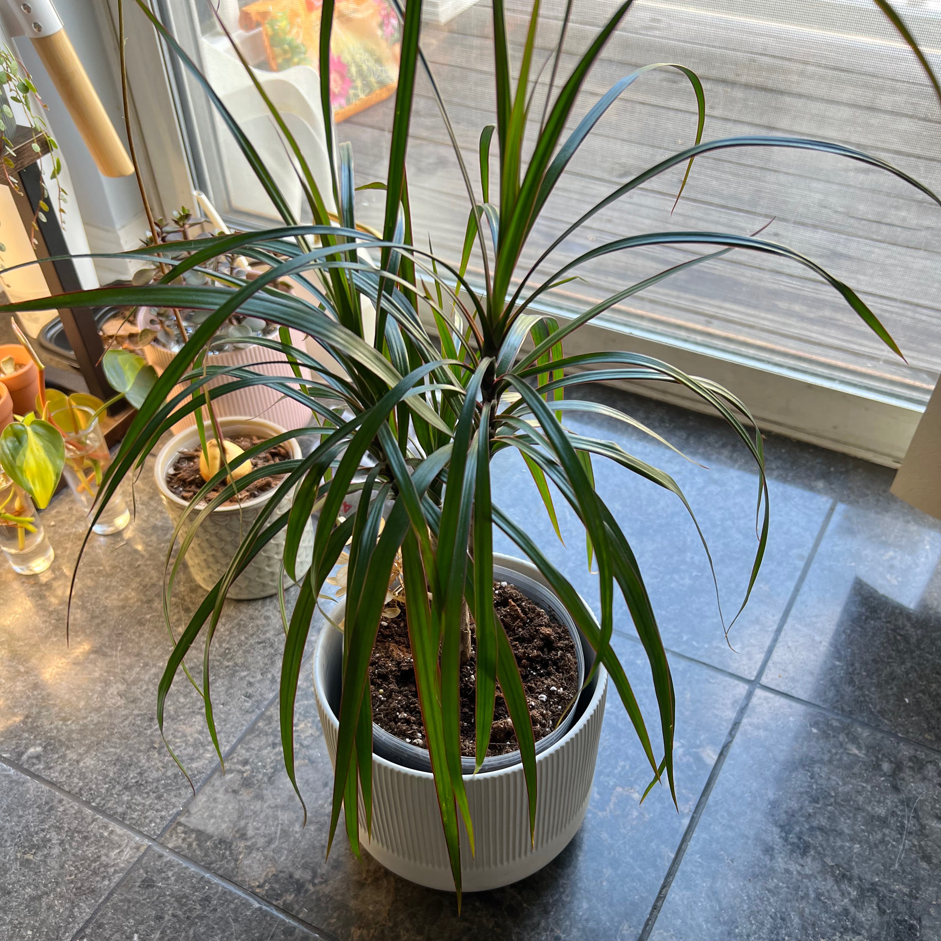 Best Soil Potting Mix for Dracaena marginata 'Bicolor'