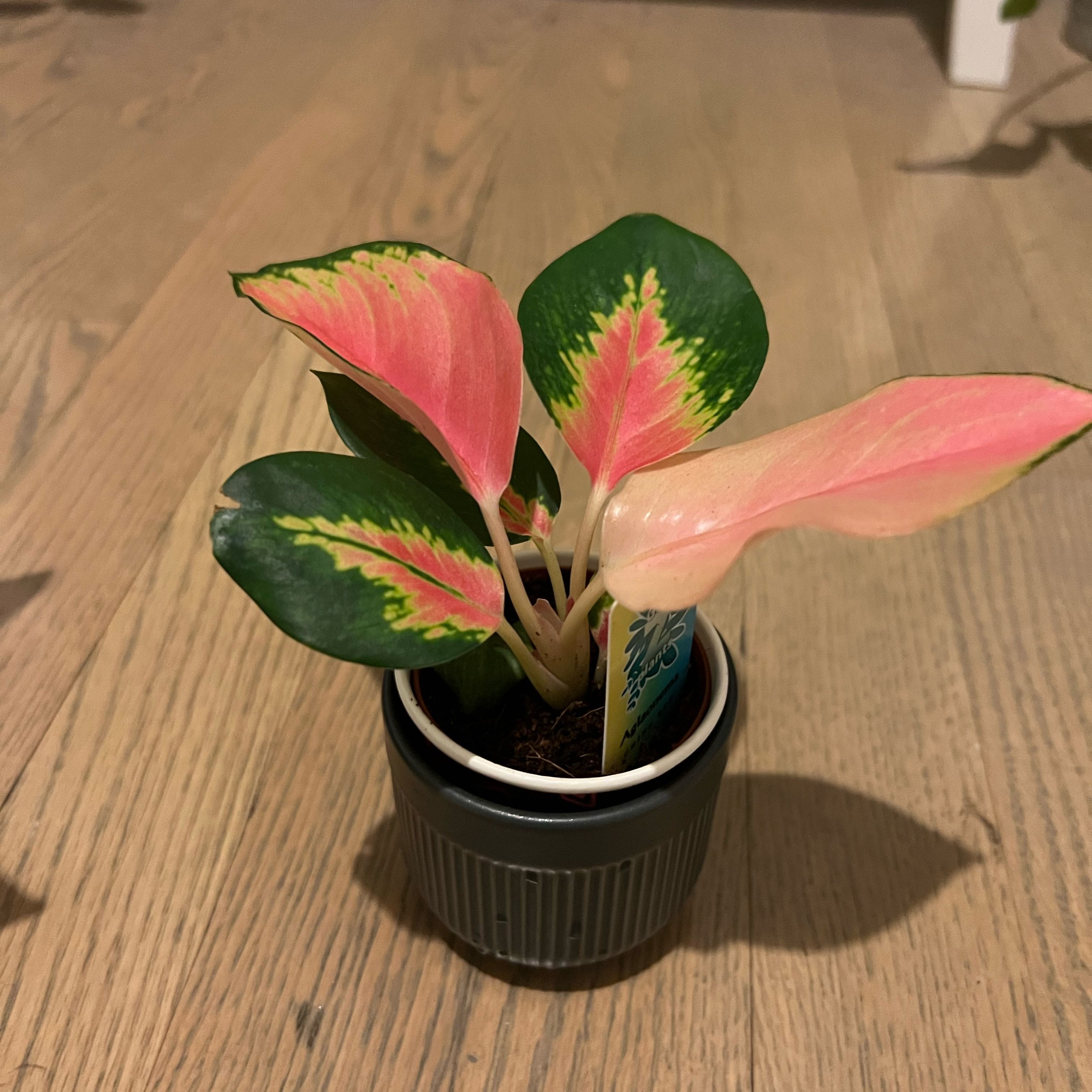 Aglaonema 'Red King' Plant Care: Water, Light, Nutrients | Greg App 🌱