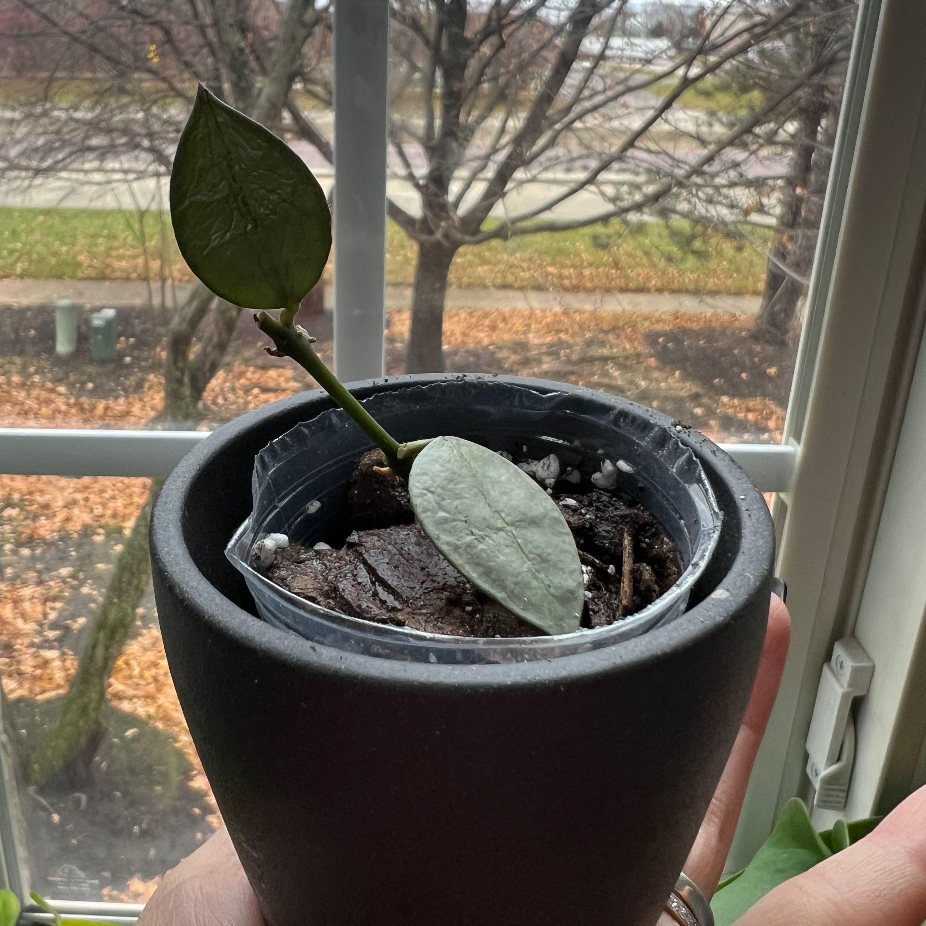 A small Hoya krohniana plant with one green and one silver leaf in a black pot near a window.
