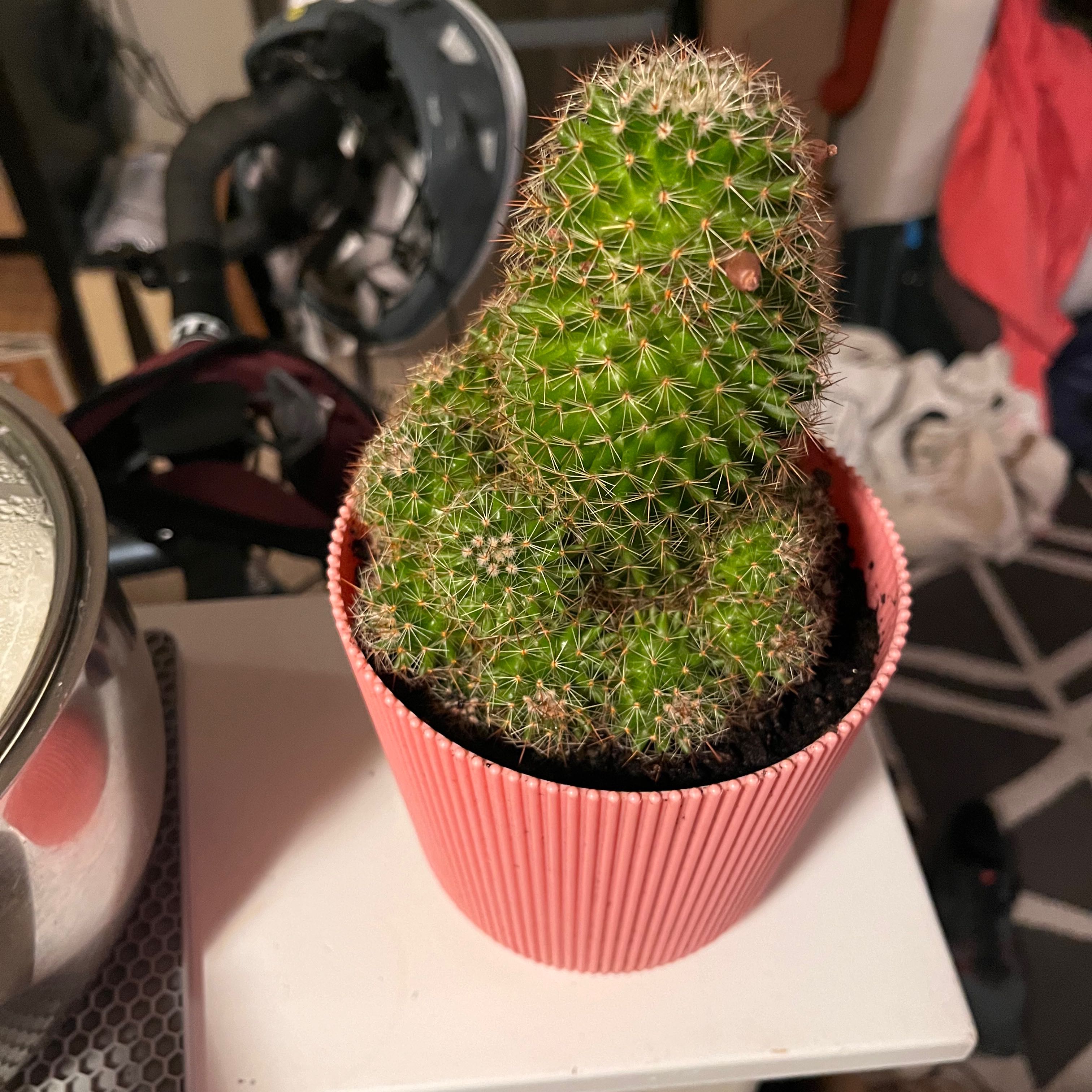 Mammillaria Haageana cactus in a pink pot, healthy and well-framed.