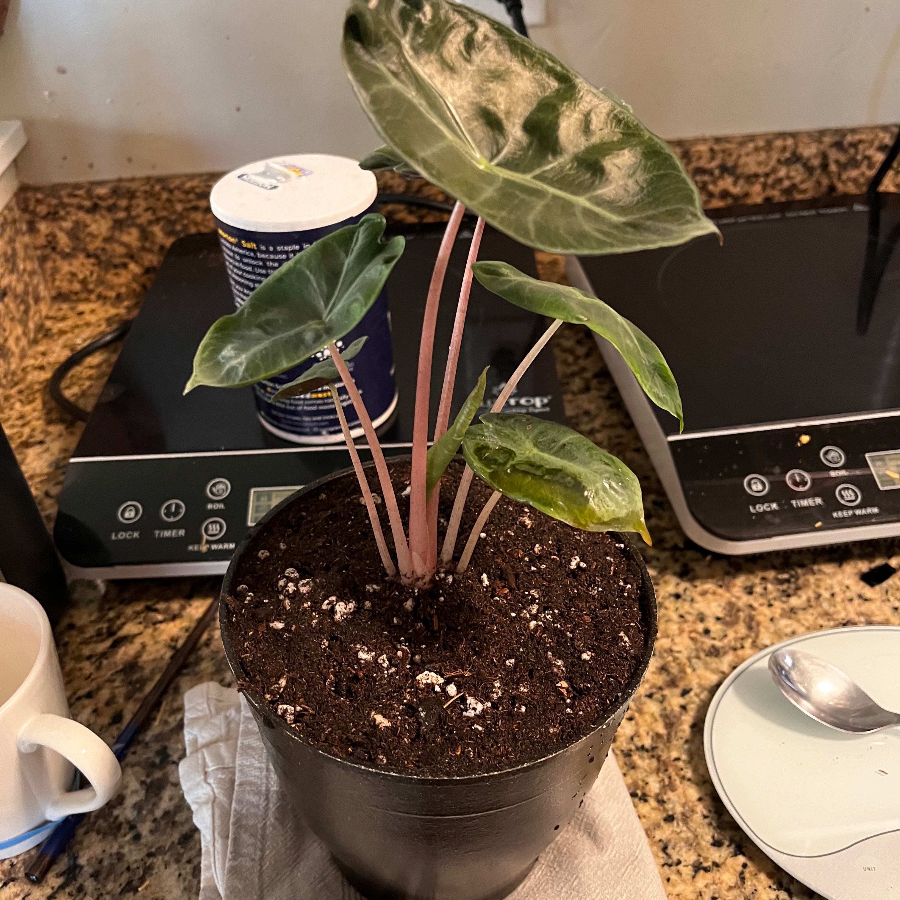 Alocasia Pink Dragon plant in a pot with healthy green leaves and pink stems.