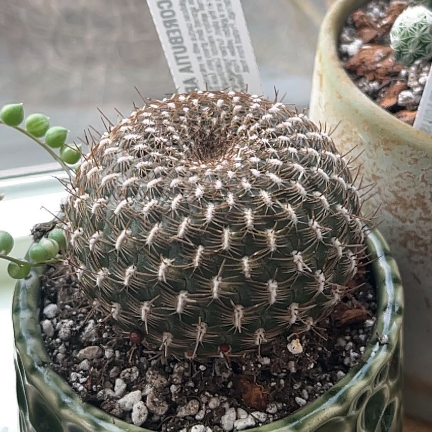 Photo of the plant species Sulcorebutia arenacea by @o_thehorror named Oscar on Greg, the plant care app