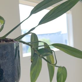 Photo of the plant species Pothos amplifolia by @o_thehorror named Orlando Bloom on Greg, the plant care app