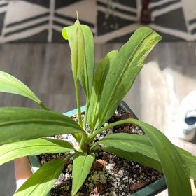 Photo of the plant species strap-leaved anthurium by @o_thehorror named Taylor Swift on Greg, the plant care app