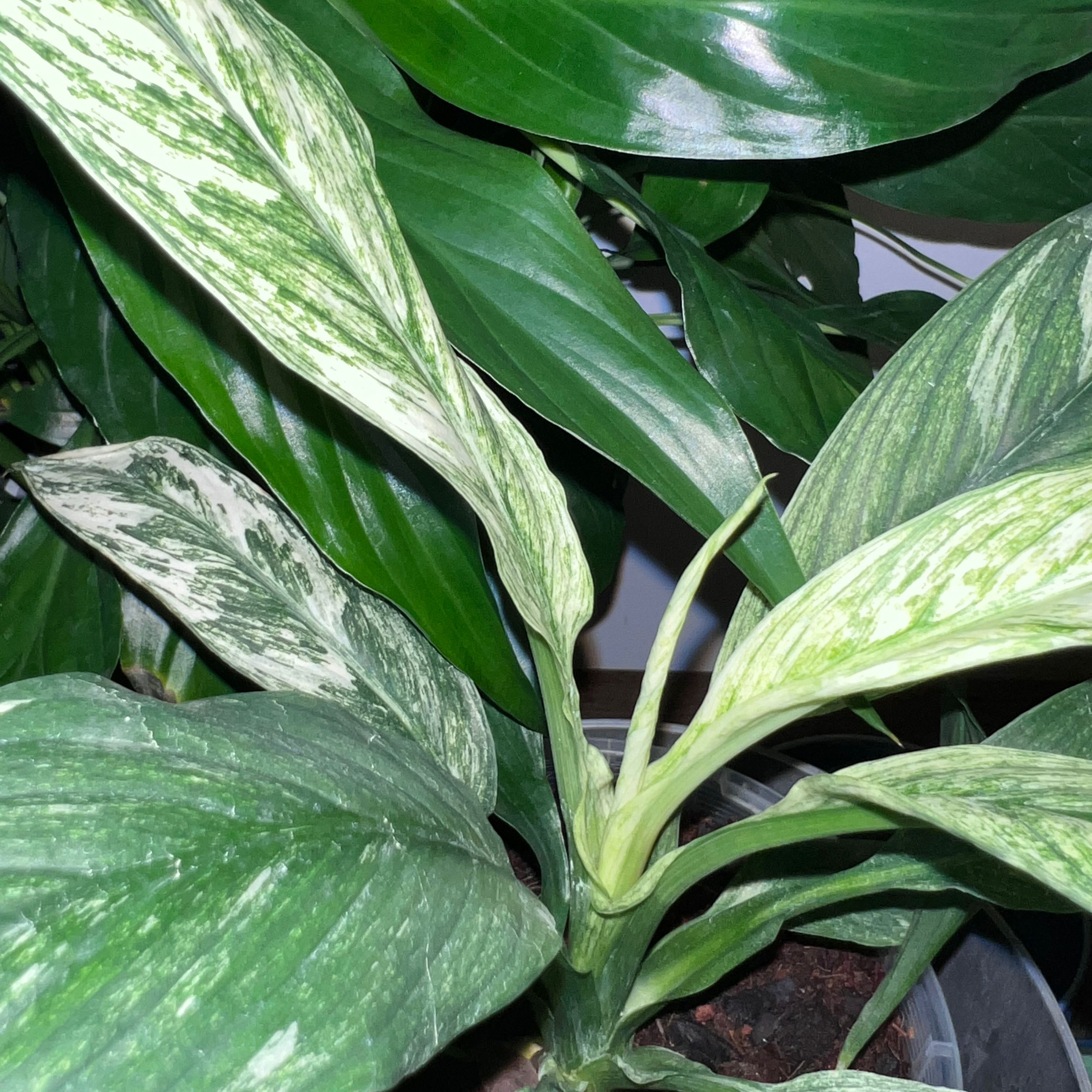 Photo of the plant species Variegated Sensation Peace Lily by @CultivatedIvy named Your plant on Greg, the plant care app
