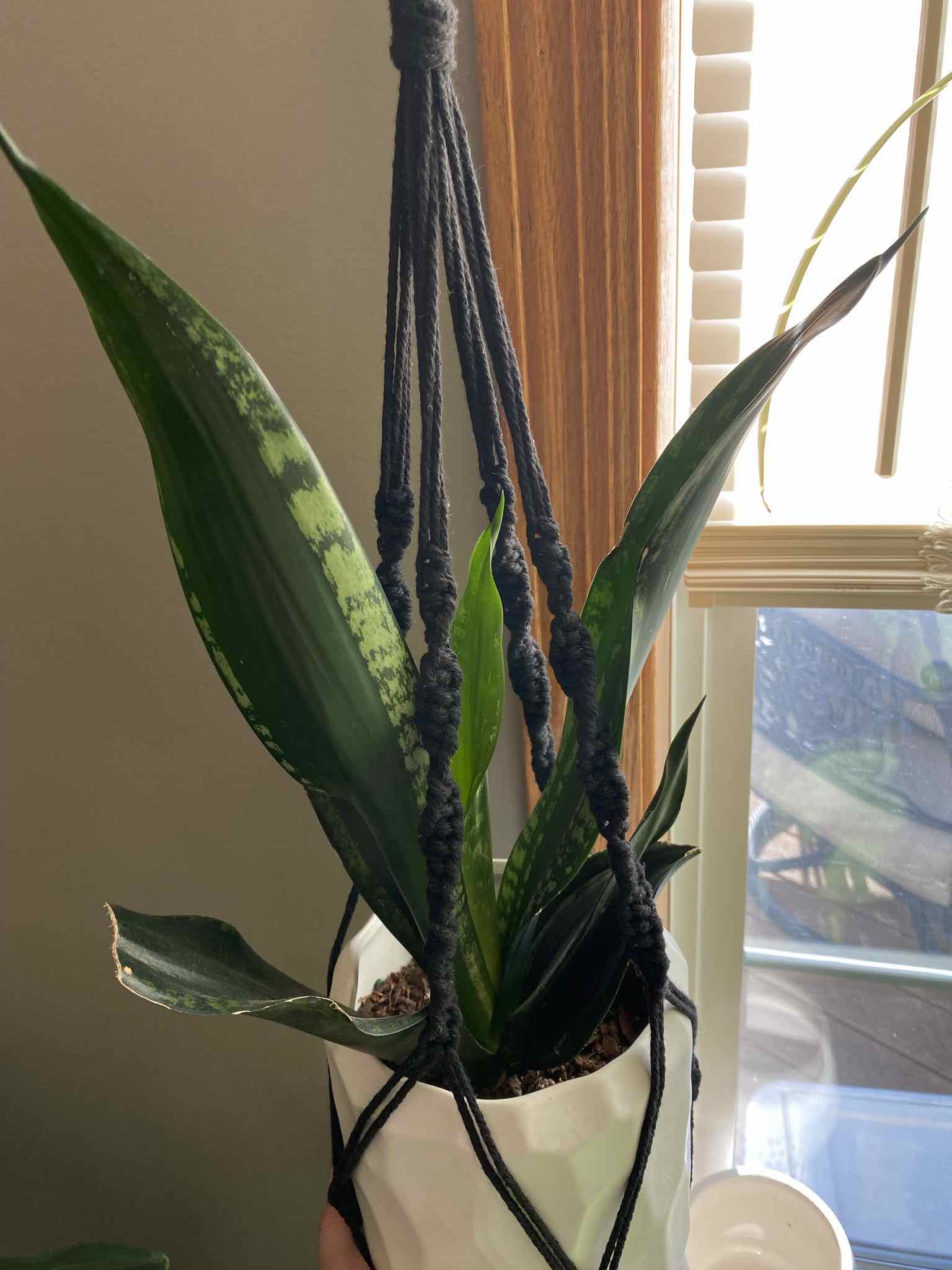 Black Star Snake Plant in a white pot with a black macrame hanger, healthy dark green leaves.