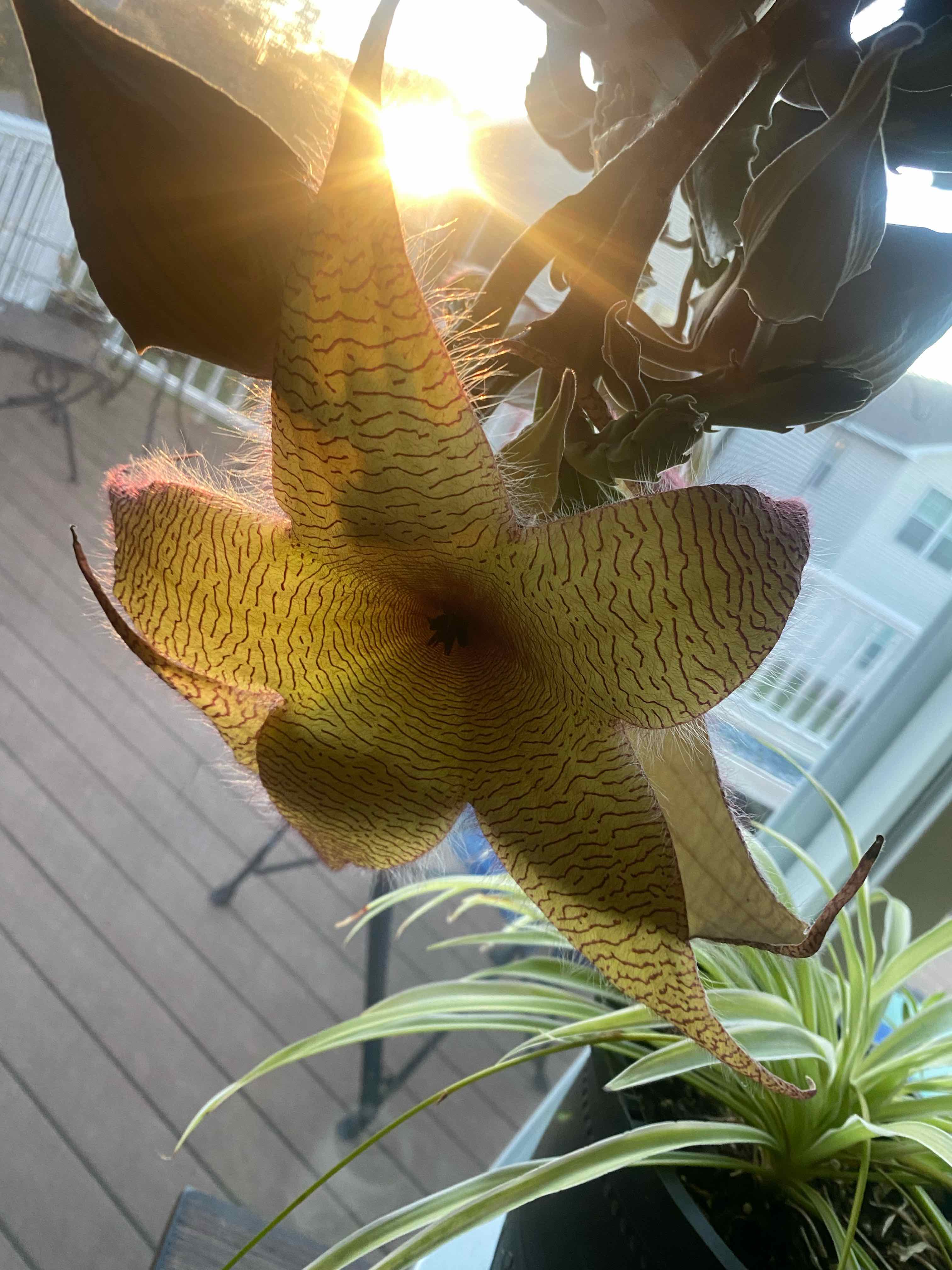 Zulu Giant plant with a large, star-shaped flower in natural sunlight.