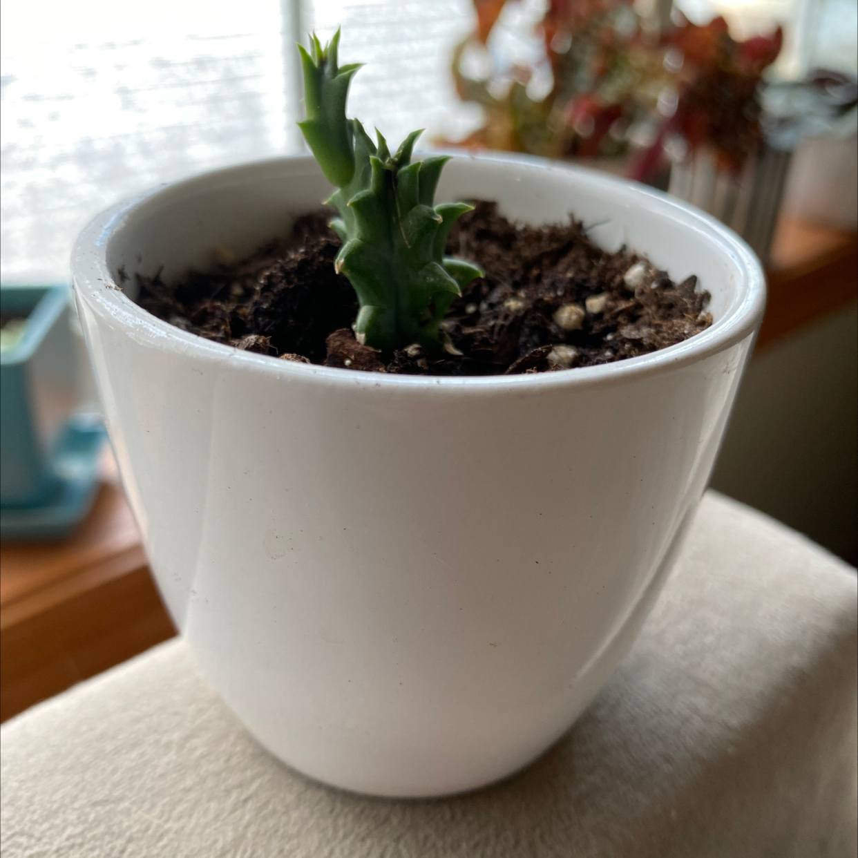 Lifesaver Cactus in a white pot with visible soil, healthy and well-framed.