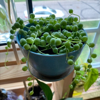 String of Pearls plant in Shakopee, Minnesota