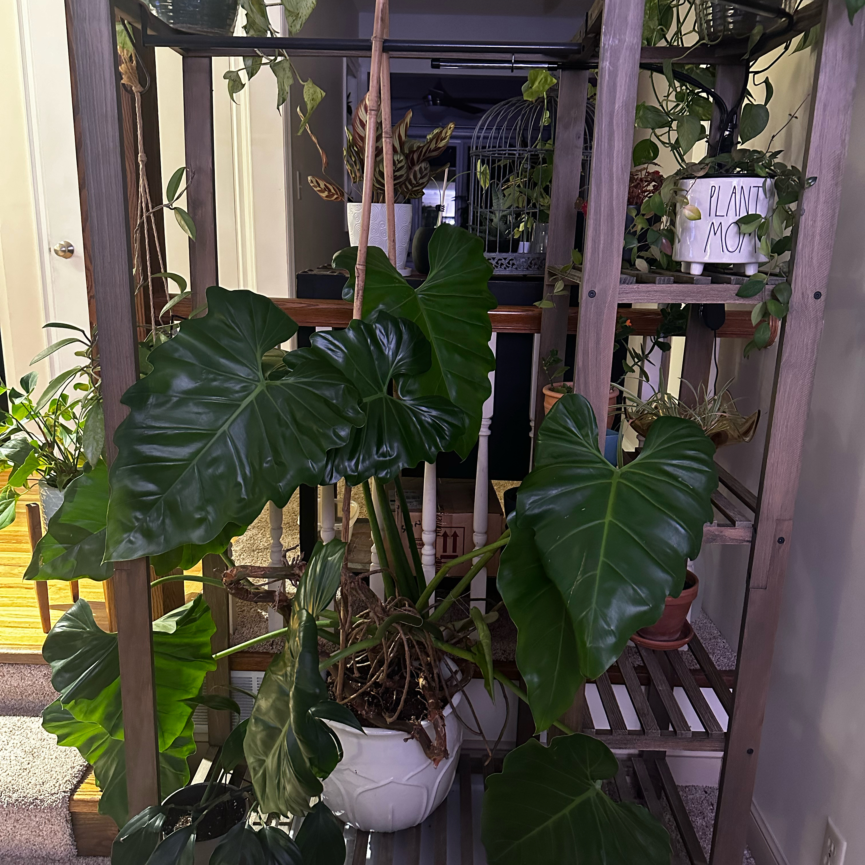 Photo of the plant species Elephant Ear Philodendron by @Jamilea named Phyllis The Great on Greg, the plant care app