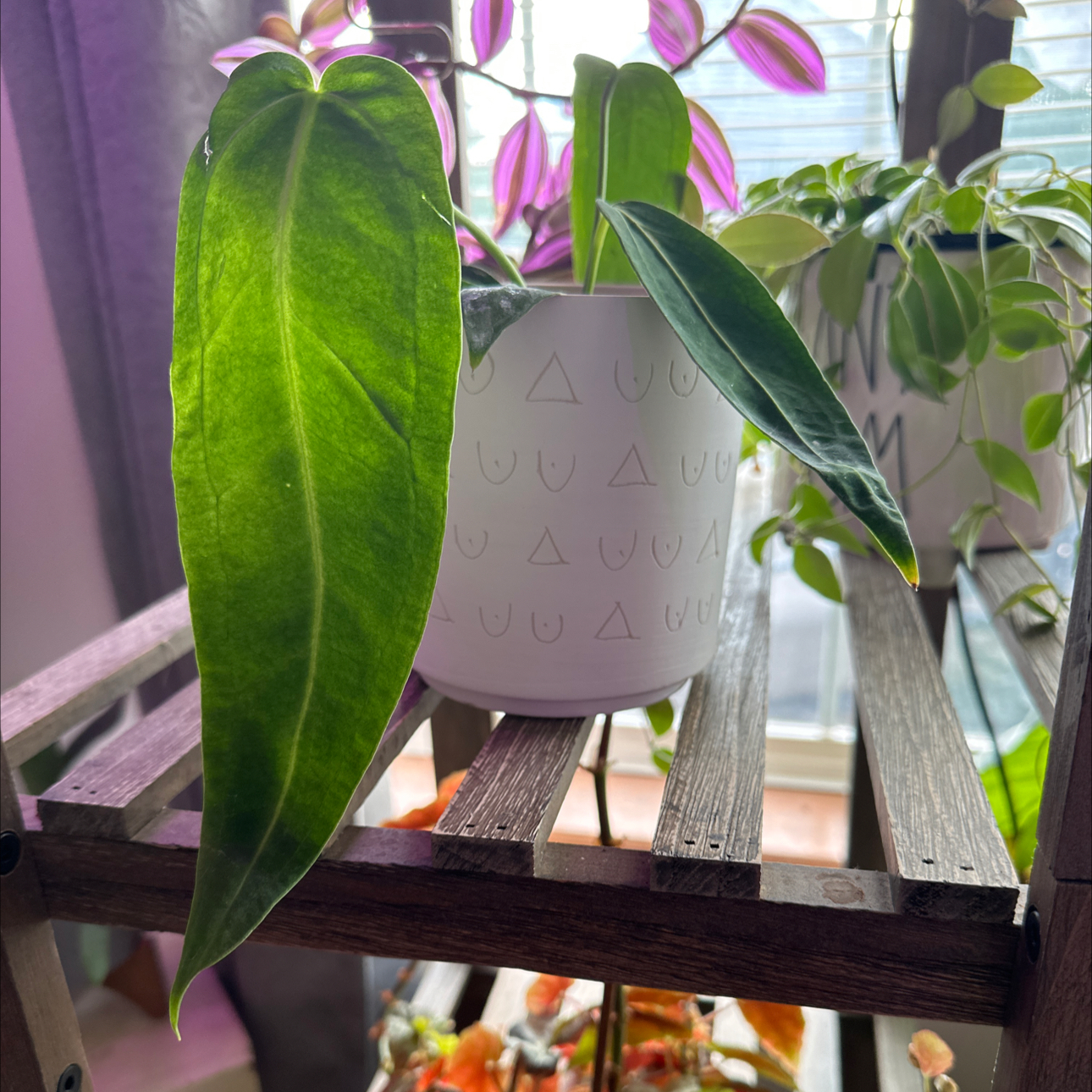 Anthurium warocqueanum plant in a white pot with elongated dark green leaves.