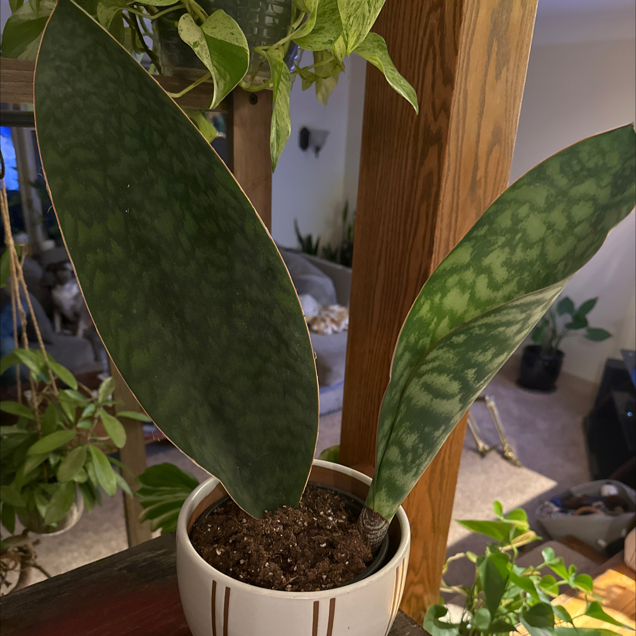 🐋 Why Are My Whale Fin Snake Plant Leaves Falling Over?