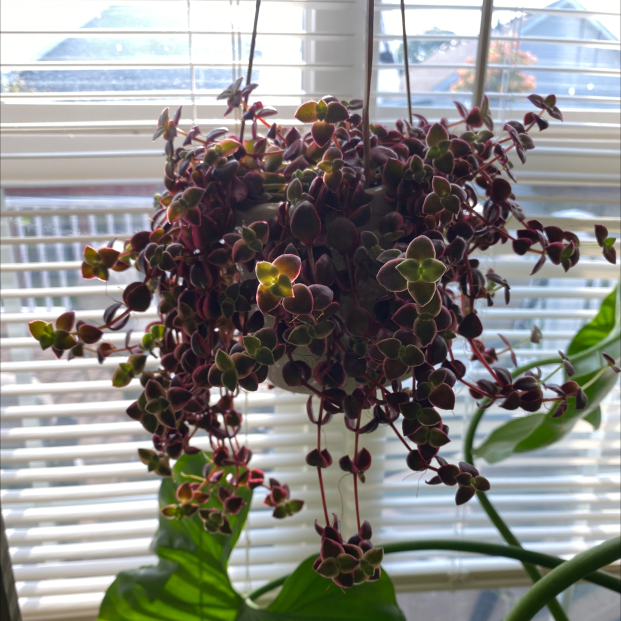 Healthy Crassula Pellucida with long trailing stems and dense purple and green heart-shaped leaves, in front of a window.