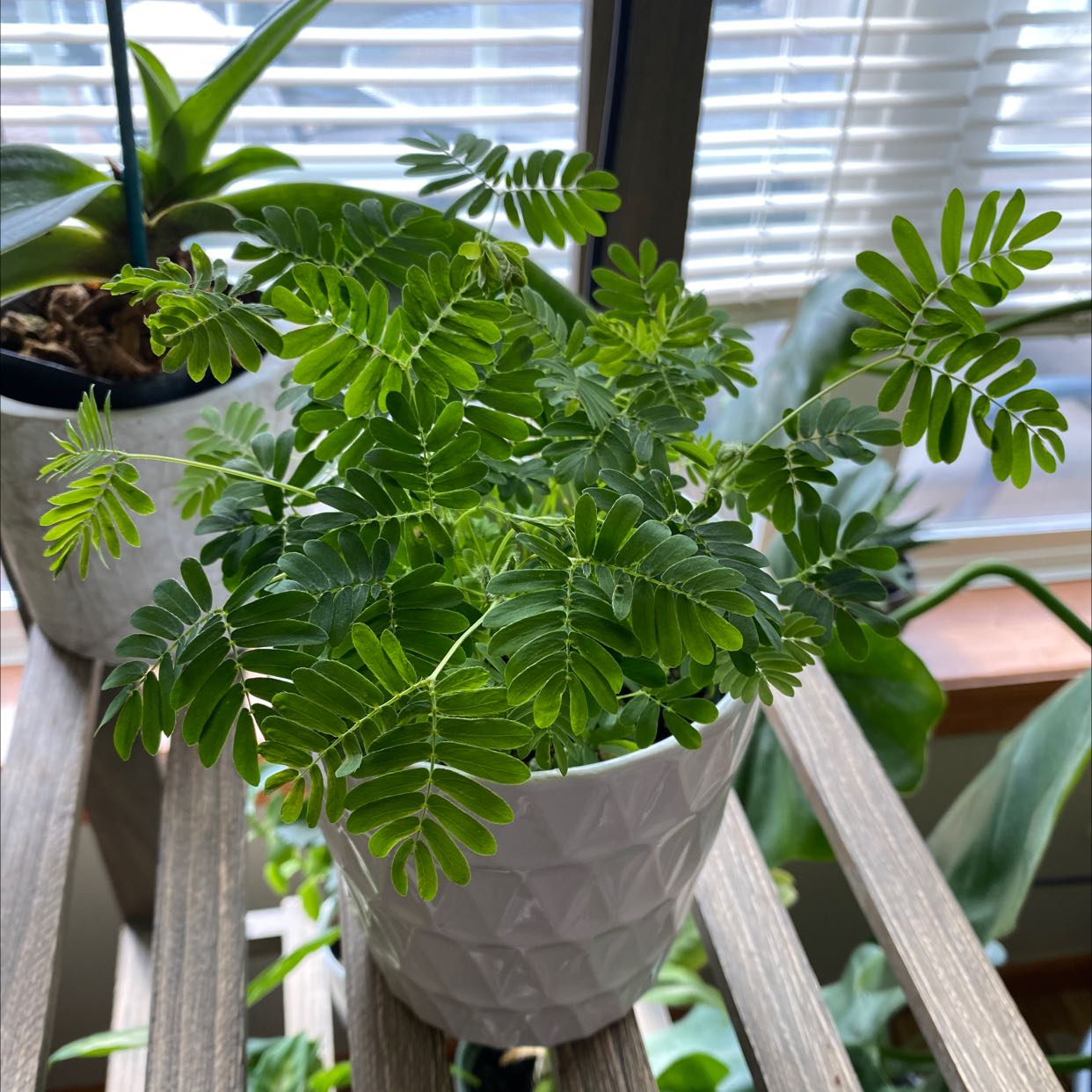 Healthy Chamber Bitter plant in a white pot near a window with green, compound leaves.