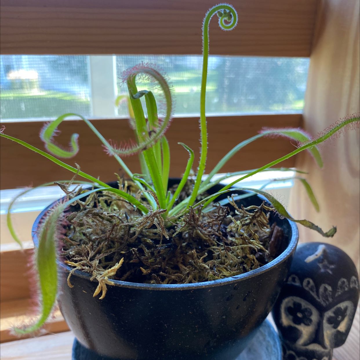 Cape Sundew plant in a black pot with visible glandular hairs on the leaves.