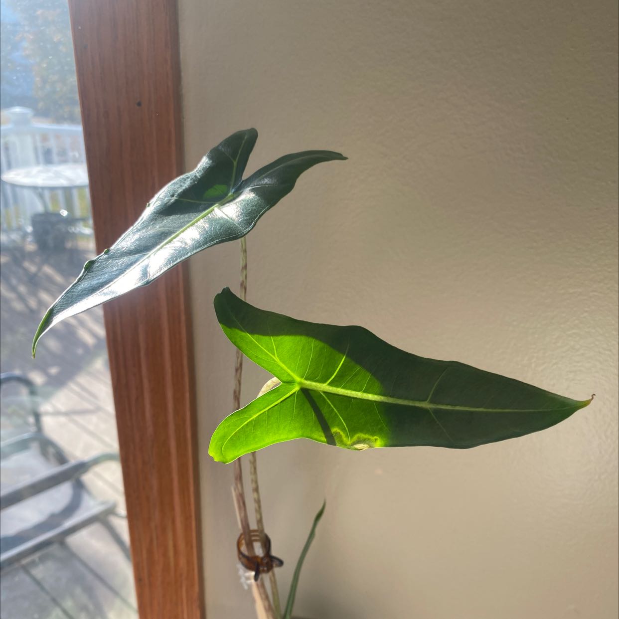 Alocasia 'Sarian' plant with two healthy leaves in natural sunlight.