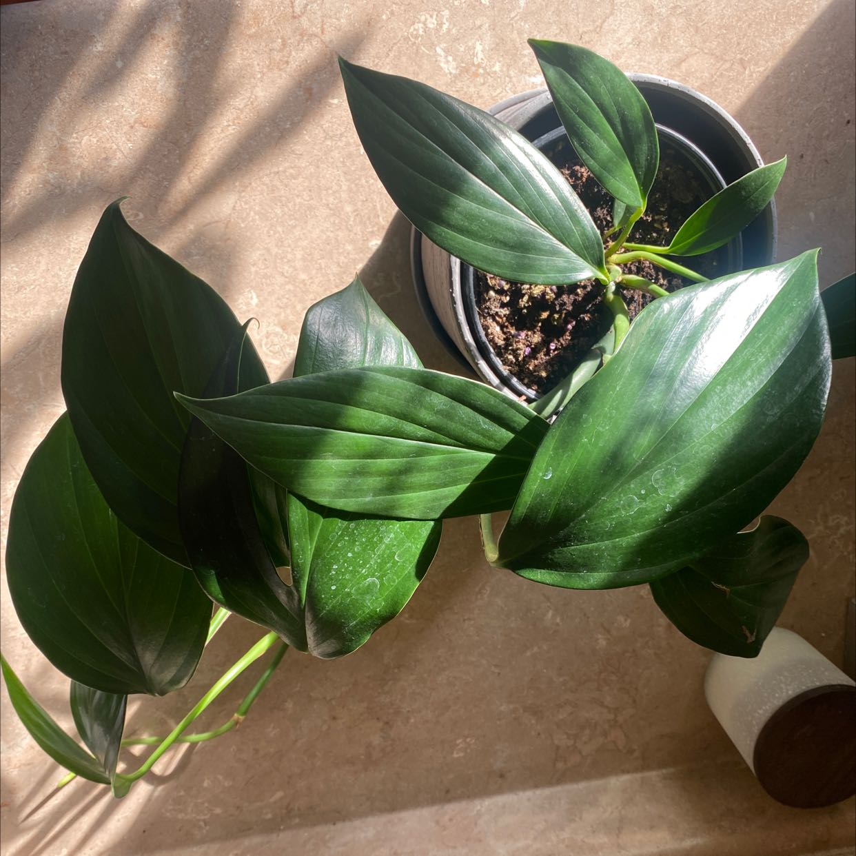 Dragon Tail Plant in a pot with healthy, glossy green leaves.