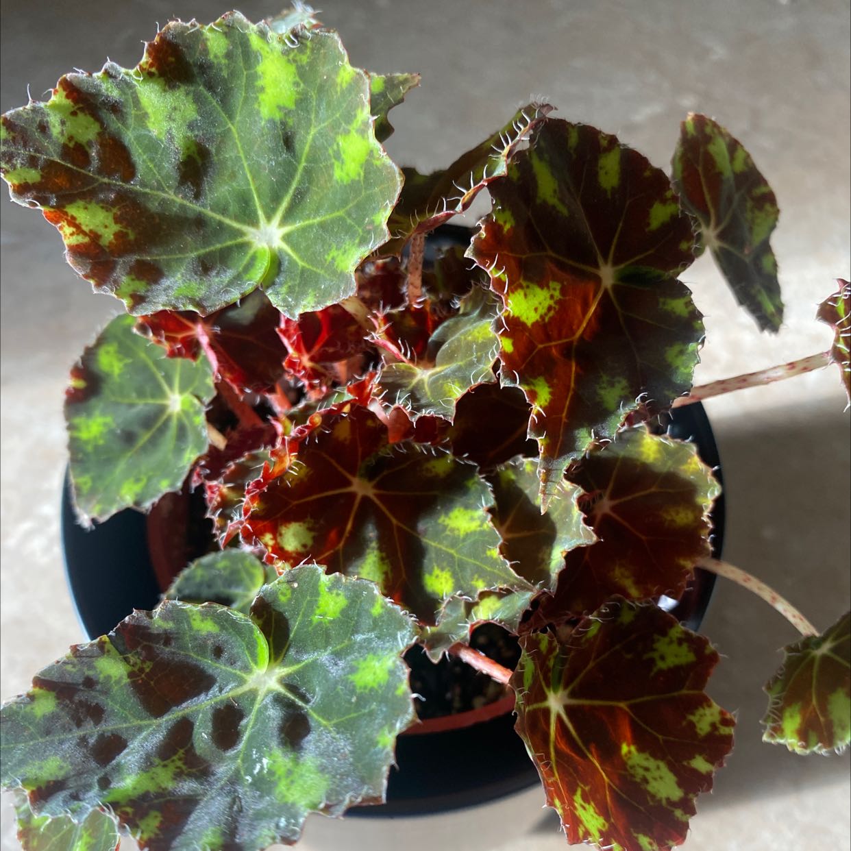 Begonia Tiger Paws uploaded to the Greg plant app by @Jamilea