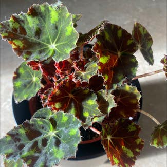 Begonia Tiger Paws plant in Shakopee, Minnesota