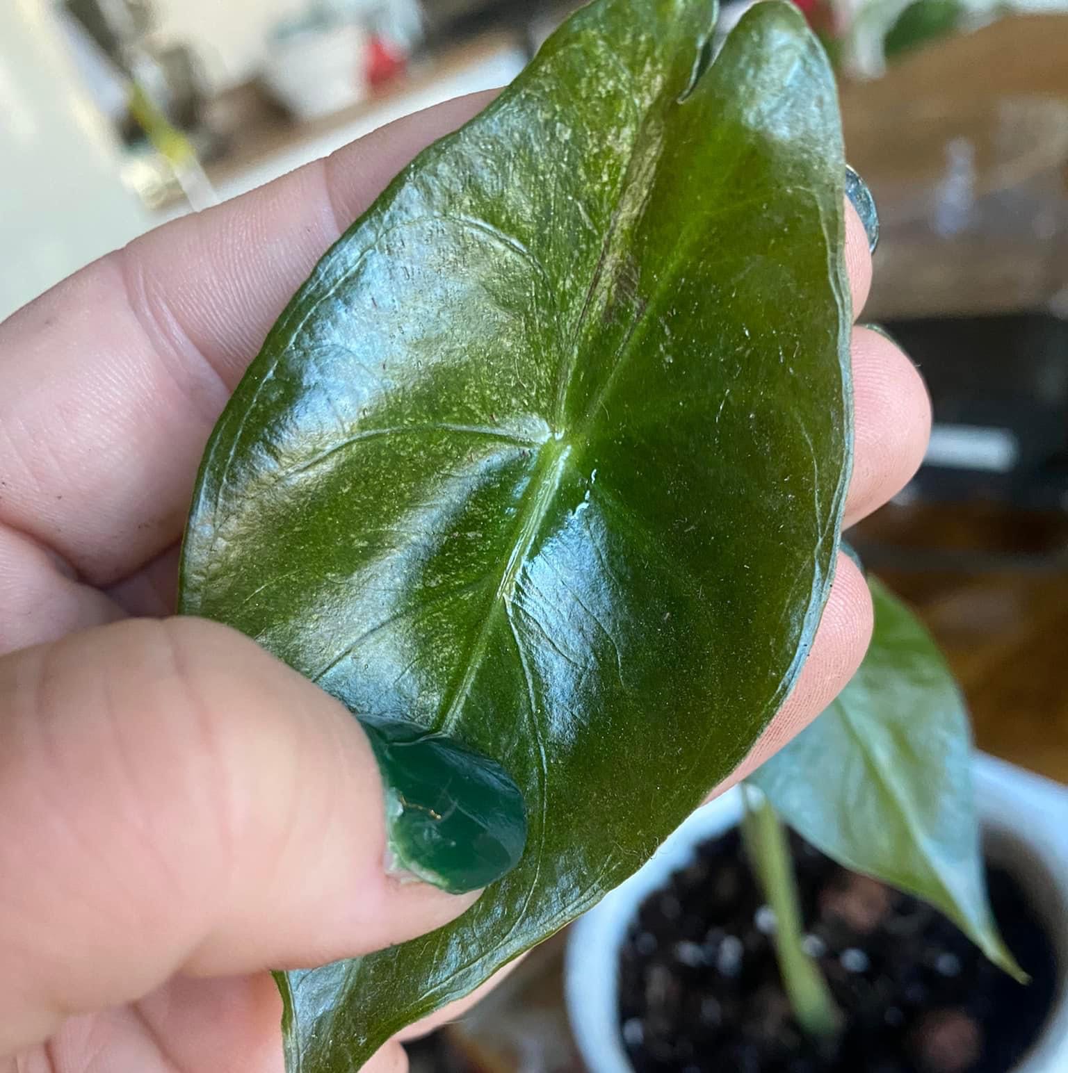Close-up of a healthy Raindrop Peperomia leaf held by a hand, with soil visible in the background.