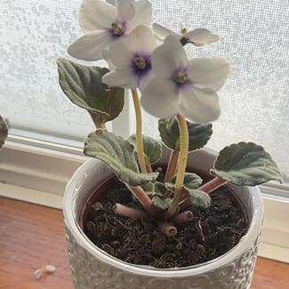 Kenyan Violet plant in Shakopee, Minnesota