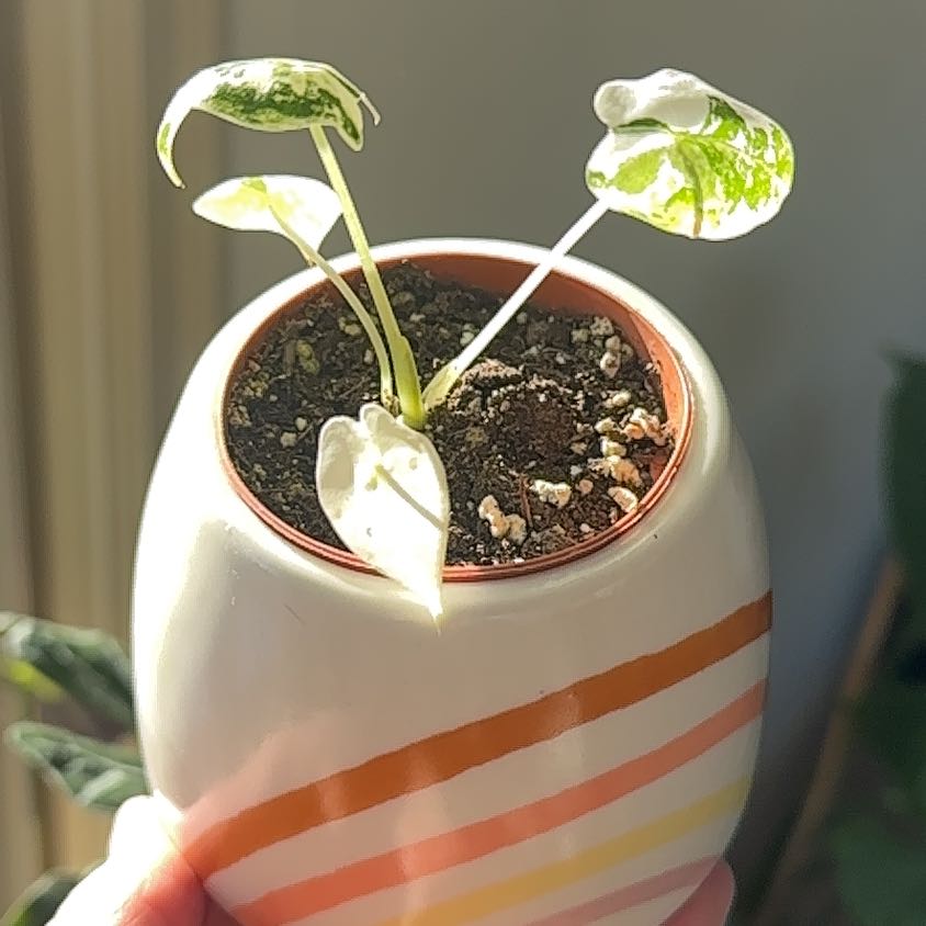 Variegated Alocasia frydek plant in a decorative pot with visible soil and variegated leaves.