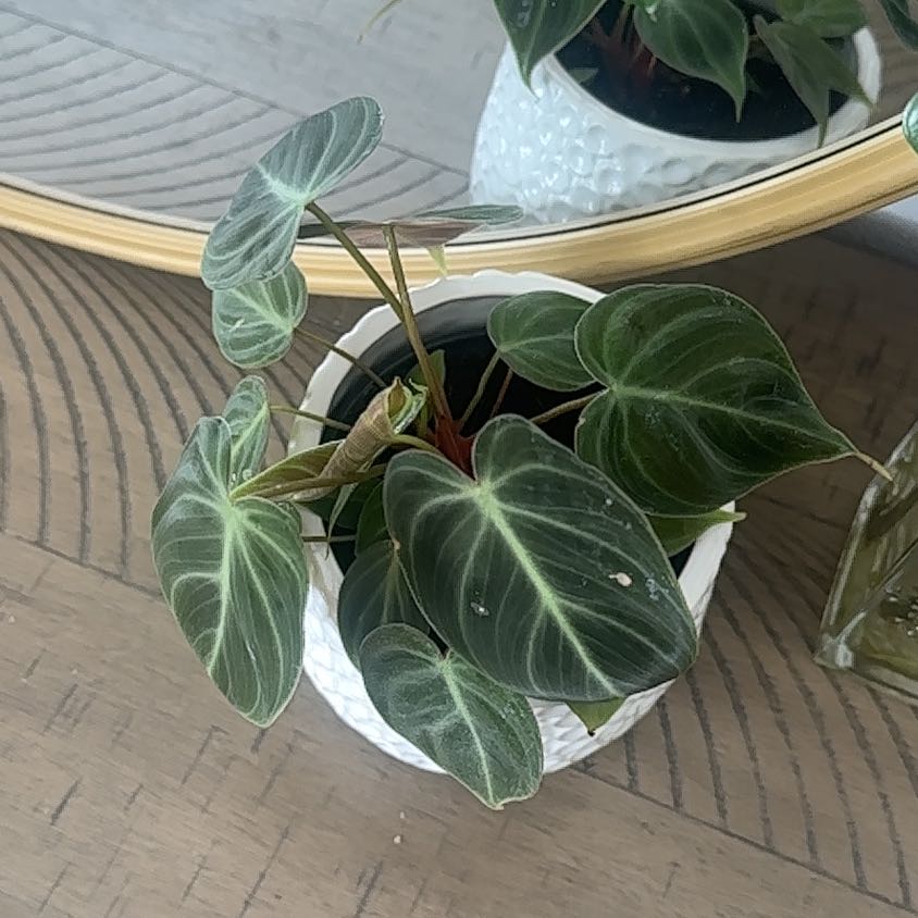 Philodendron El Choco Red plant in a white pot with dark green leaves and prominent veins.