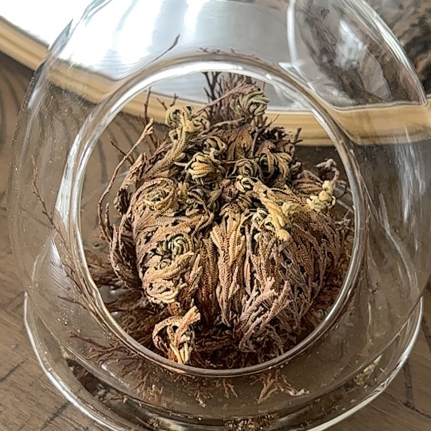 Rose of Jericho plant inside a glass container, appearing dry and curled.