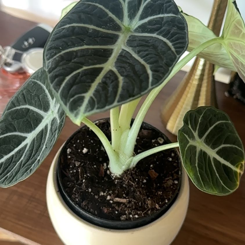 Photo of the plant species alocasia ninja by @Jamilea named Jackie Chan on Greg, the plant care app