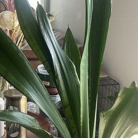 Photo of the plant species Black Star Snake Plant by @Jamilea named Bagdo on Greg, the plant care app