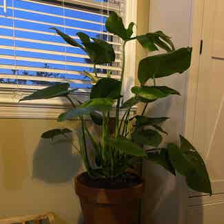 Monstera plant in Bergenfield, New Jersey