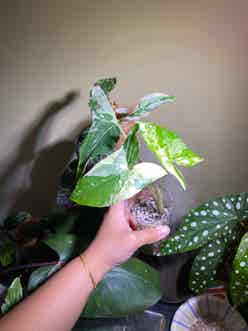 Syngonium Albo plant