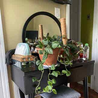 Satin Pothos plant in Bergenfield, New Jersey