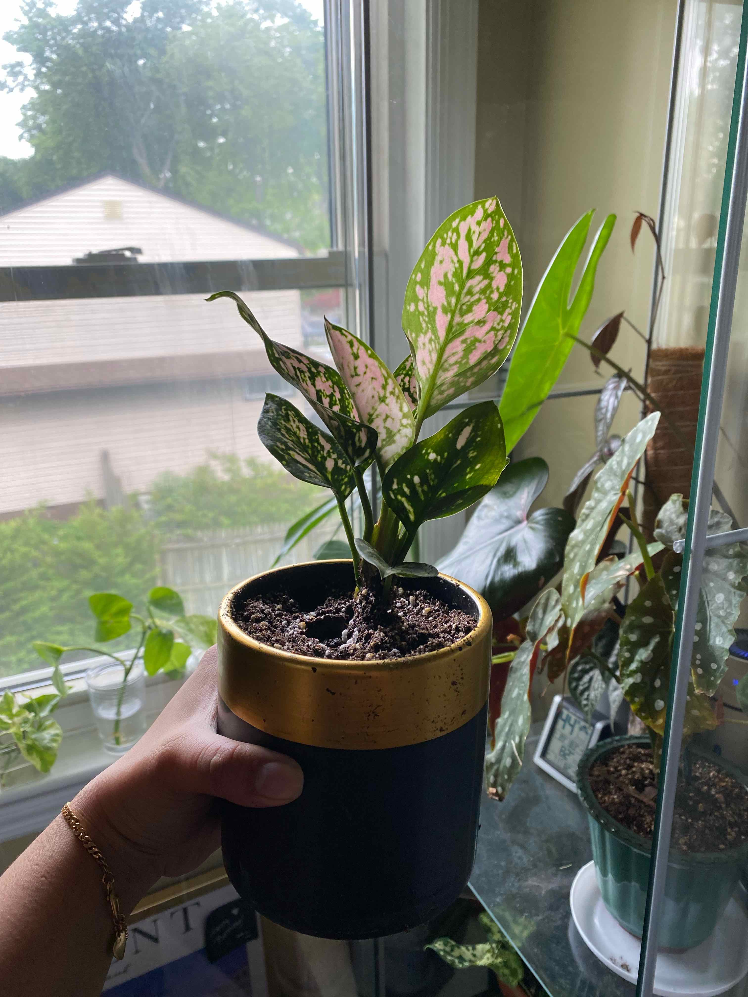Potted Aglaonema 'Favonian' plant with variegated leaves, held by a hand near a window.