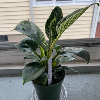 Philodendron Birkin plant in Bergenfield, New Jersey