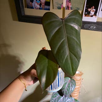 Royal Queen Philodendron plant in Bergenfield, New Jersey