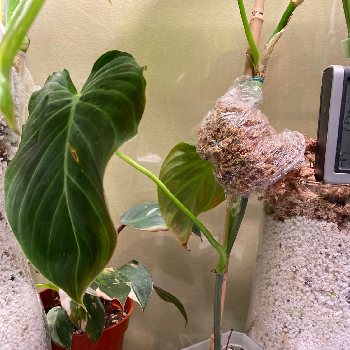 Philodendron Splendid plant with large, dark green leaves and a propagation setup indoors.