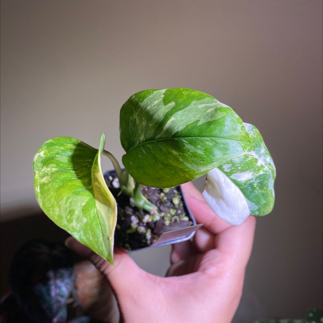 Monstera lechleriana plant with variegated leaves, one yellowing, held by a hand.