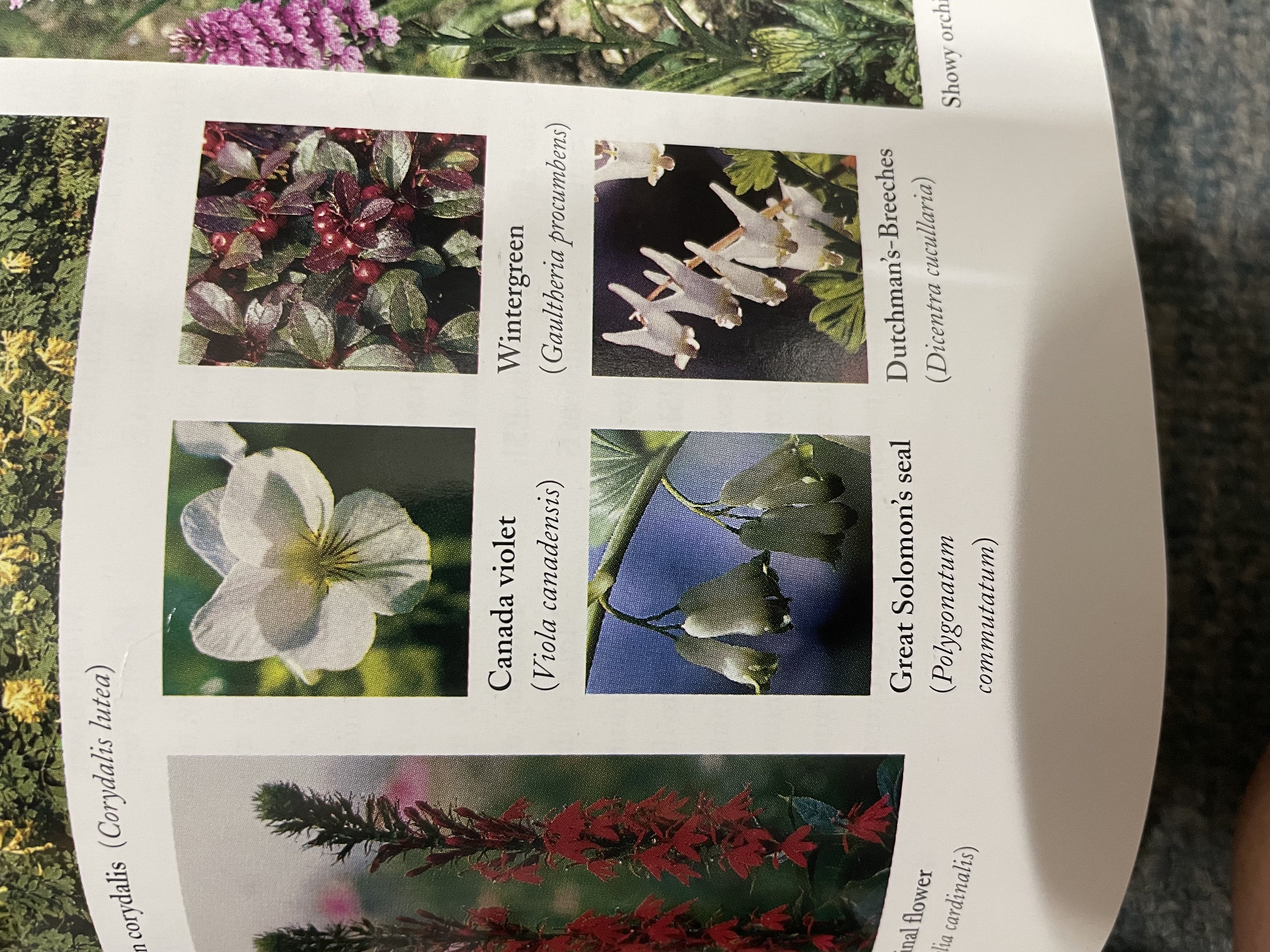 Photo from the post