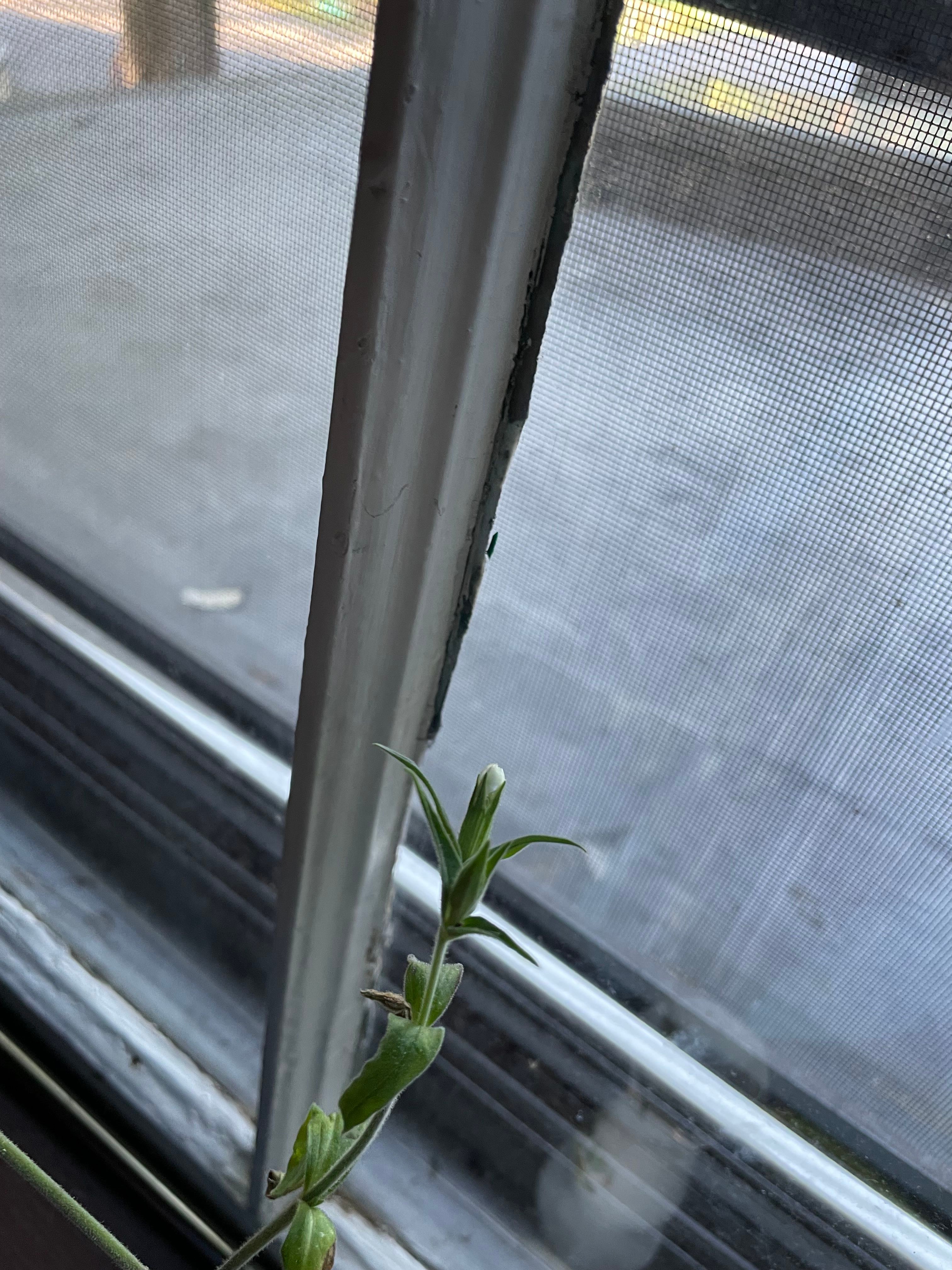 🌸 How to Cure Black Spots on Your NightFlowering Catchfly