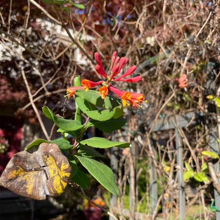 Photo of the plant species Lonicera Sempervirens by Plantyplanter named Fire Sticks 🔥🧡❣️ on Greg, the plant care app