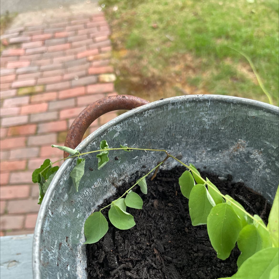 Common Honeylocust plant in a metal container with dark soil, green leaves, and a background of a brick pathway and grass.