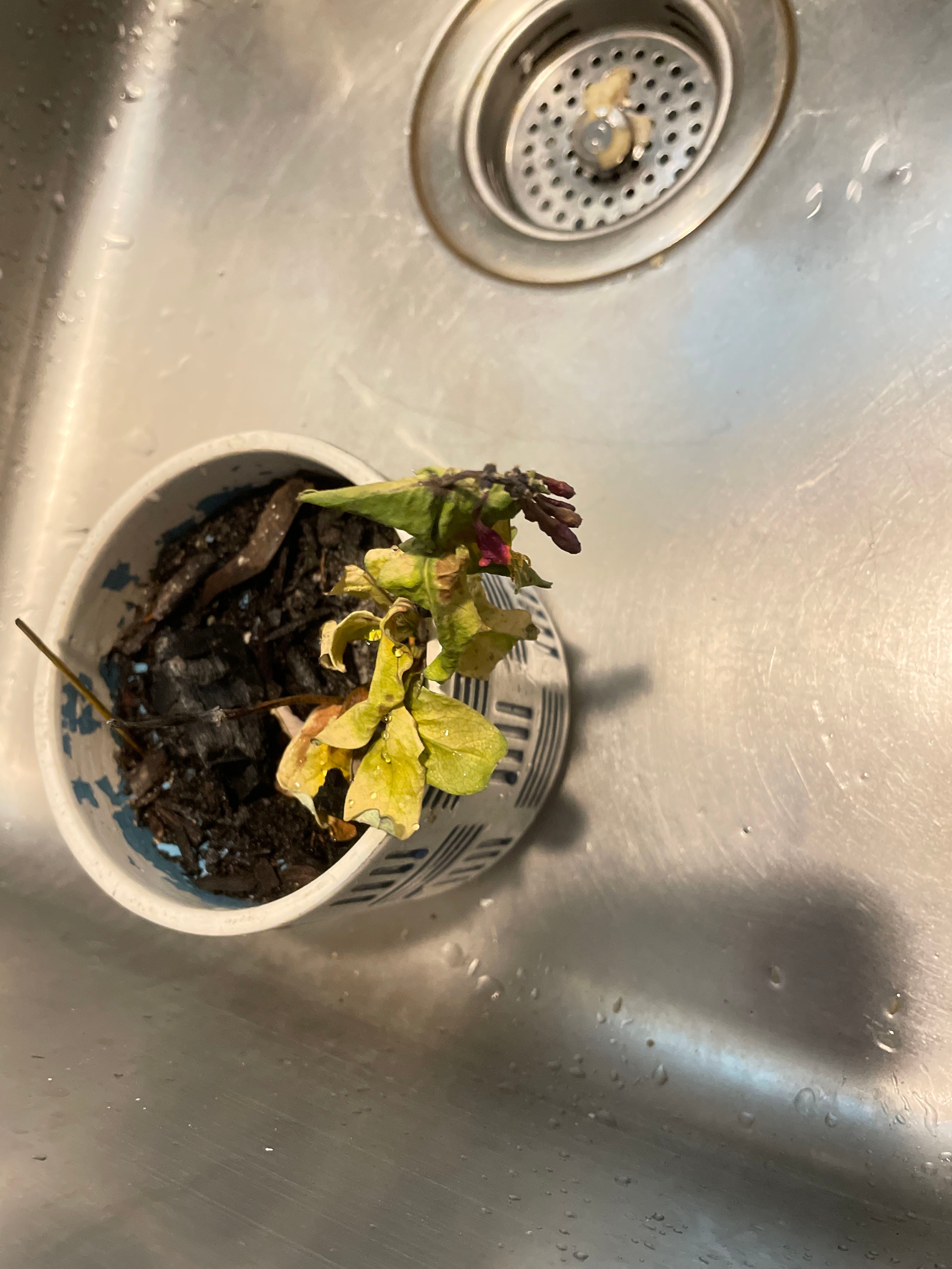 Winter Honeysuckle How Much Water & Light Does it Need to Thrive?