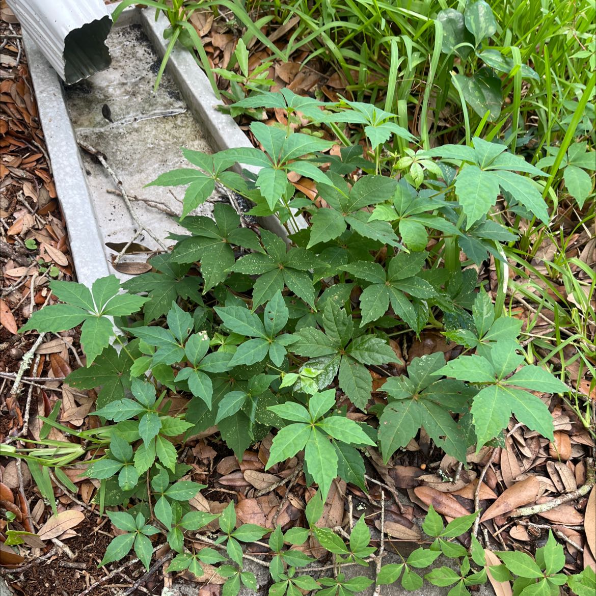 Virginia Creeper plant with green leaves in a garden area with visible soil and mulch.