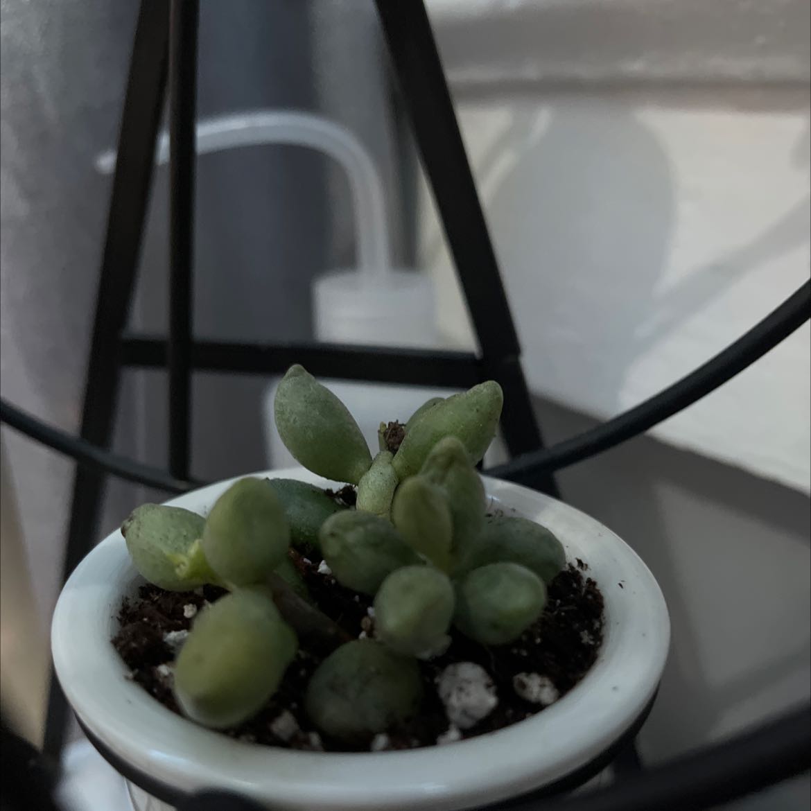 Photo of the plant species Adromischus filicaulis subsp. marlothii by @soupy_joy named Sphere￼￼ on Greg, the plant care app