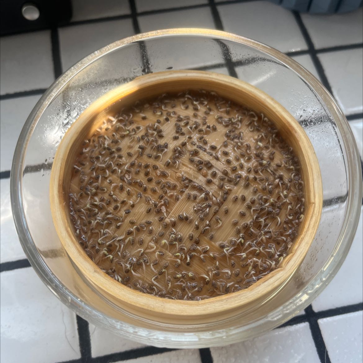 Sprouting chia seeds in a glass container on a tiled surface.
