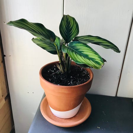 Photo of the plant species Calathea Sanderiana by @kraftpalooza named Evelyn on Greg, the plant care app