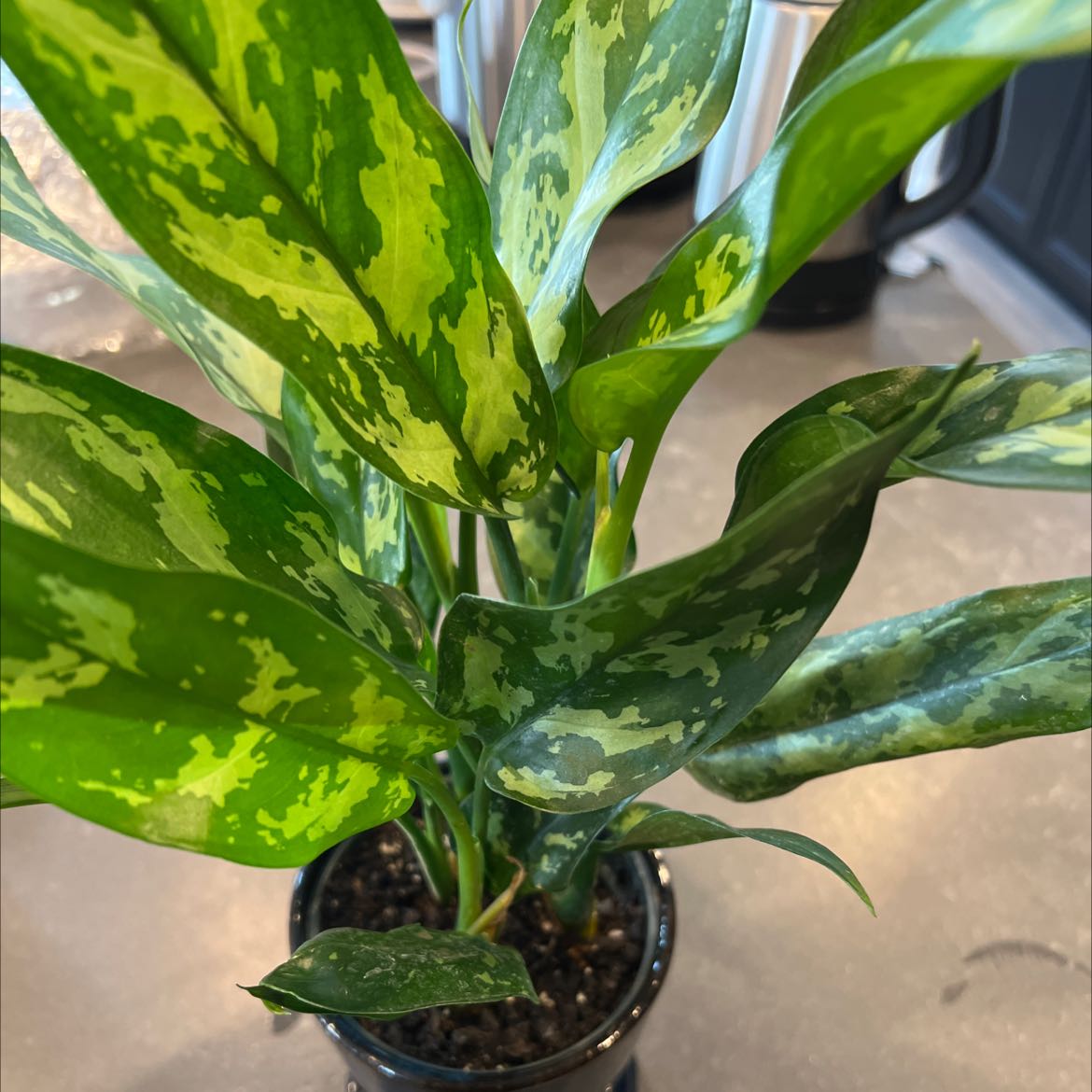 Aglaonema 'Emerald Beauty' plant with vibrant green variegated leaves in a pot.